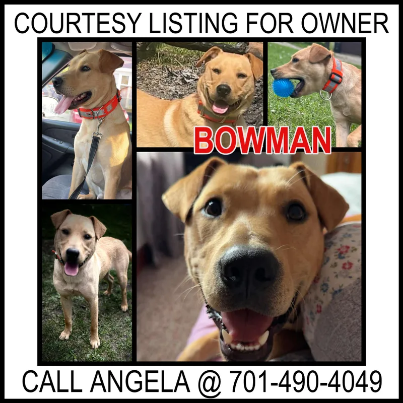 A young medium-sized male Yellow / Tan / Blond / Fawn Australian Kelpie dog named Bowman  Courtesy Listing for adoption in Valley City, ND