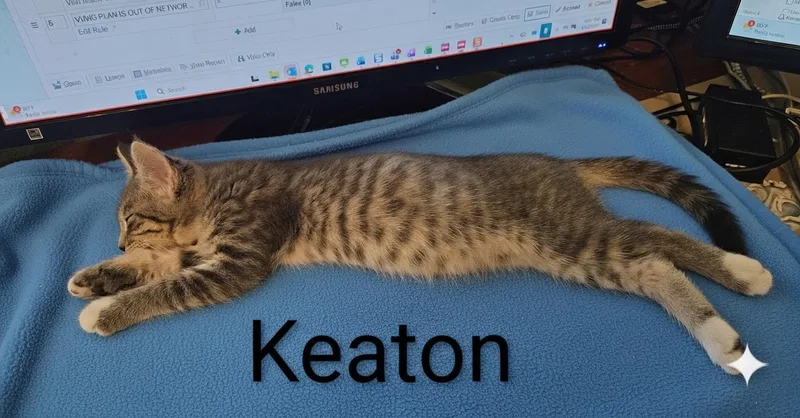 Keaton  North Conroe thumbnail 2