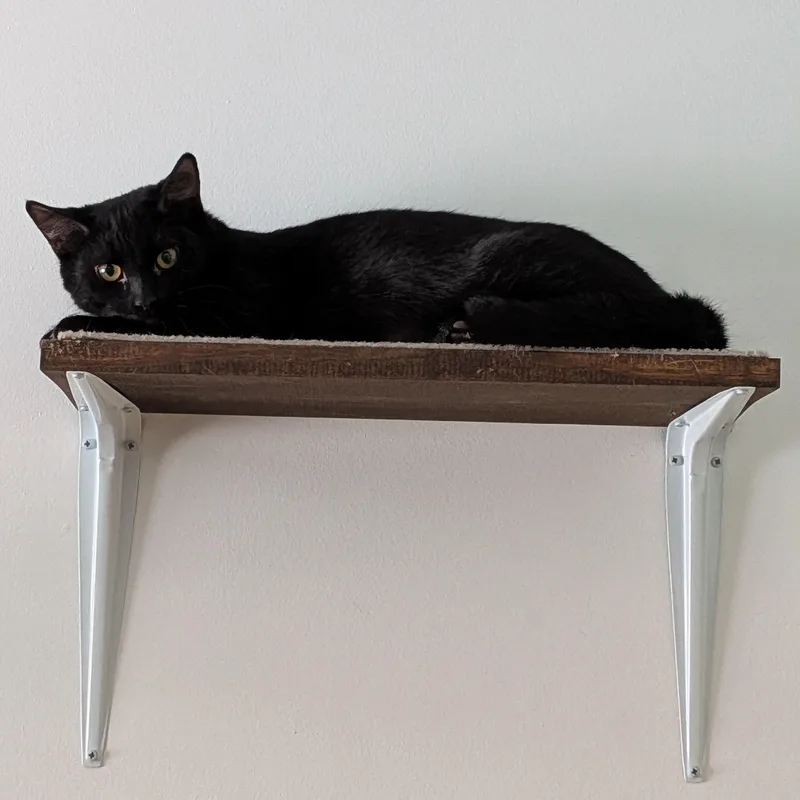 Pawtista thumbnail 2