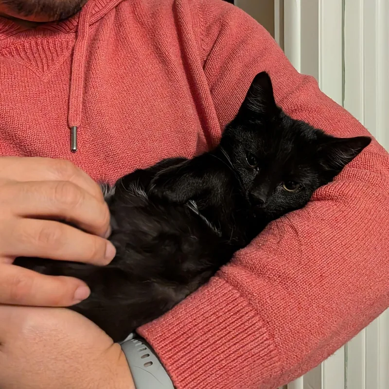 Pawtista thumbnail 3