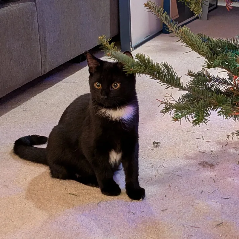 Pawtista thumbnail 4