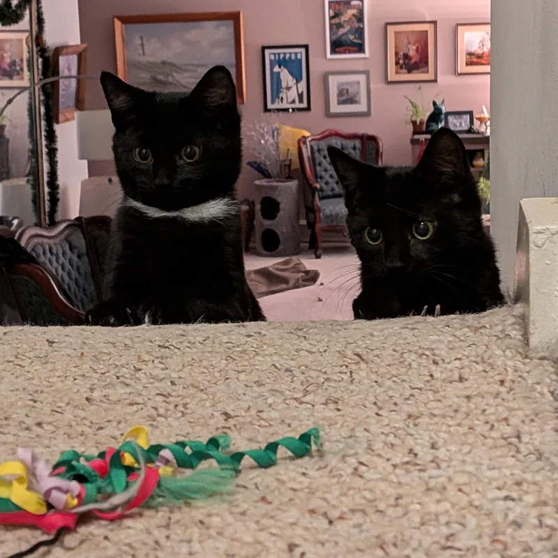 Pawtista thumbnail 5