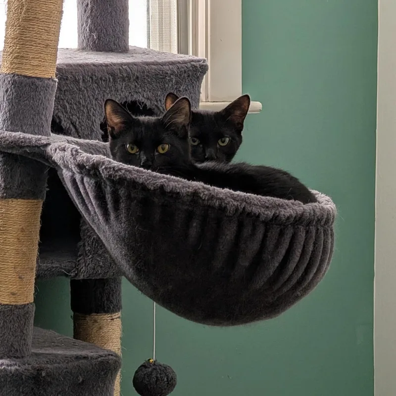 Pawtista thumbnail 6