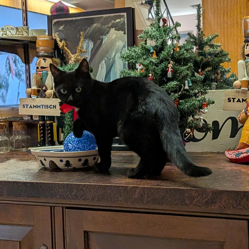 Stone Cold Steve Pawstin thumbnail 2