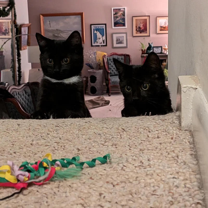 Stone Cold Steve Pawstin thumbnail 3