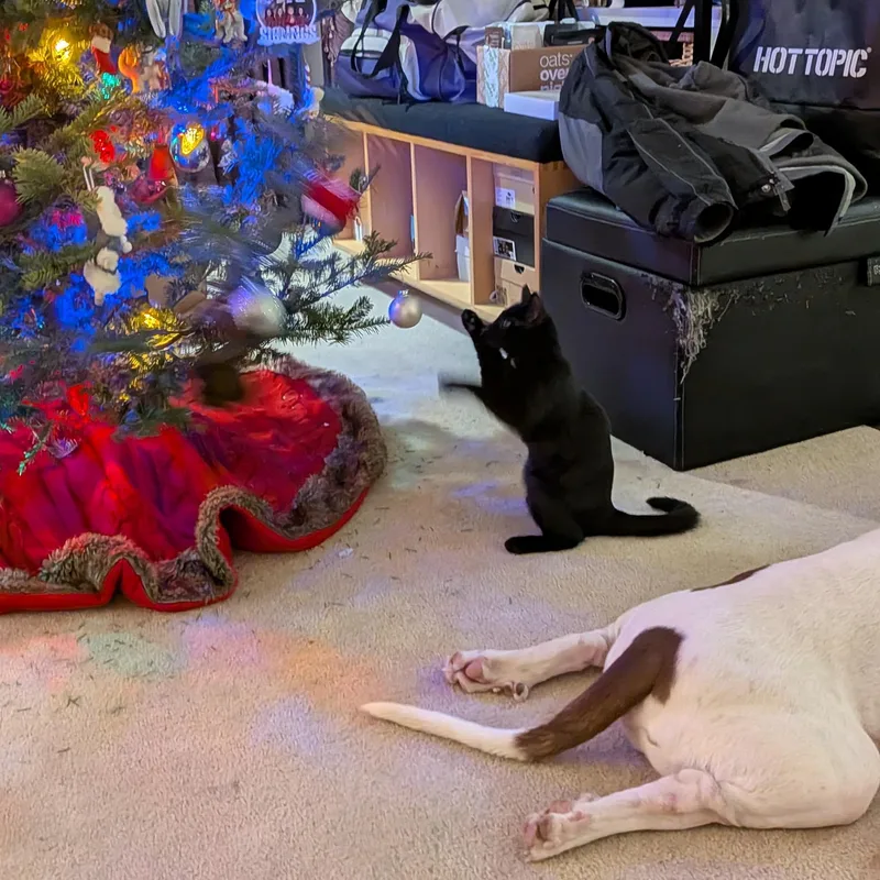 Stone Cold Steve Pawstin thumbnail 5