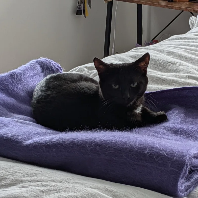 Stone Cold Steve Pawstin thumbnail 6