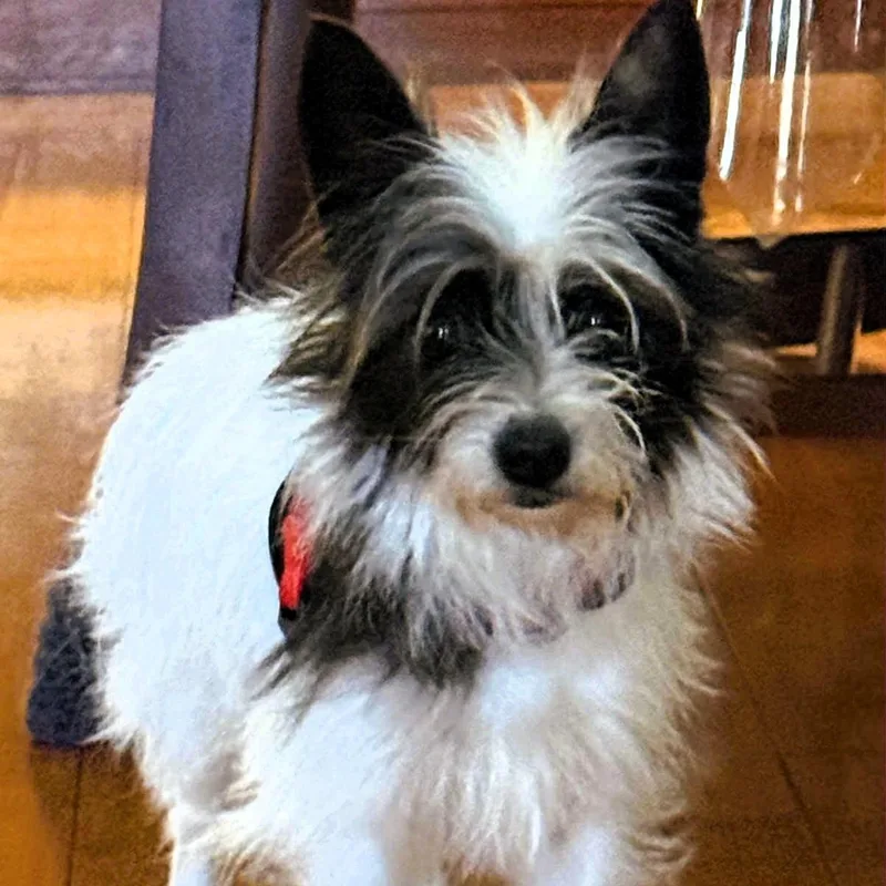 An adult small-sized female White / Cream Papillon dog named Tinkerbell for adoption in San Francisco, CA