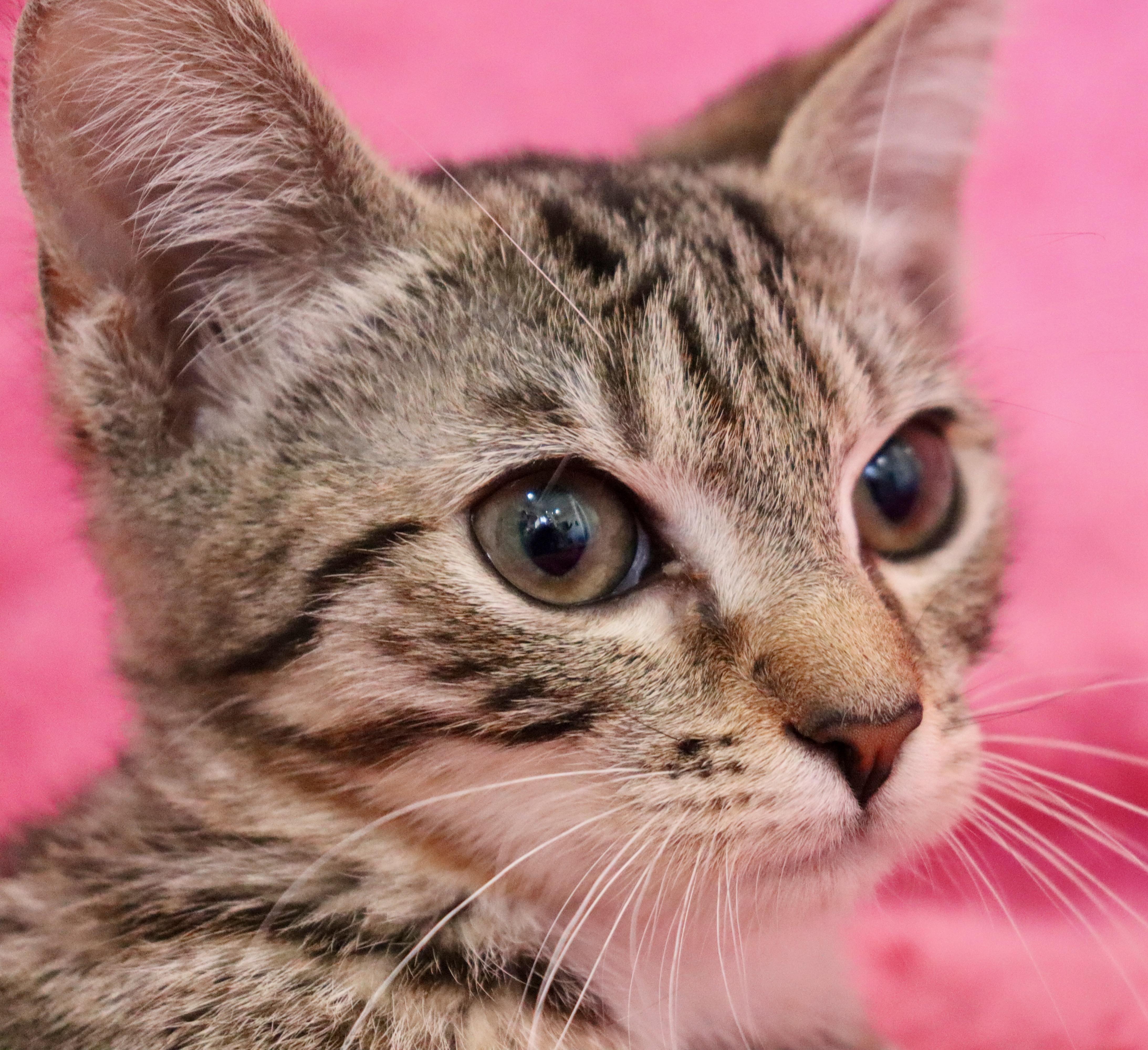 Little Debbie thumbnail 3