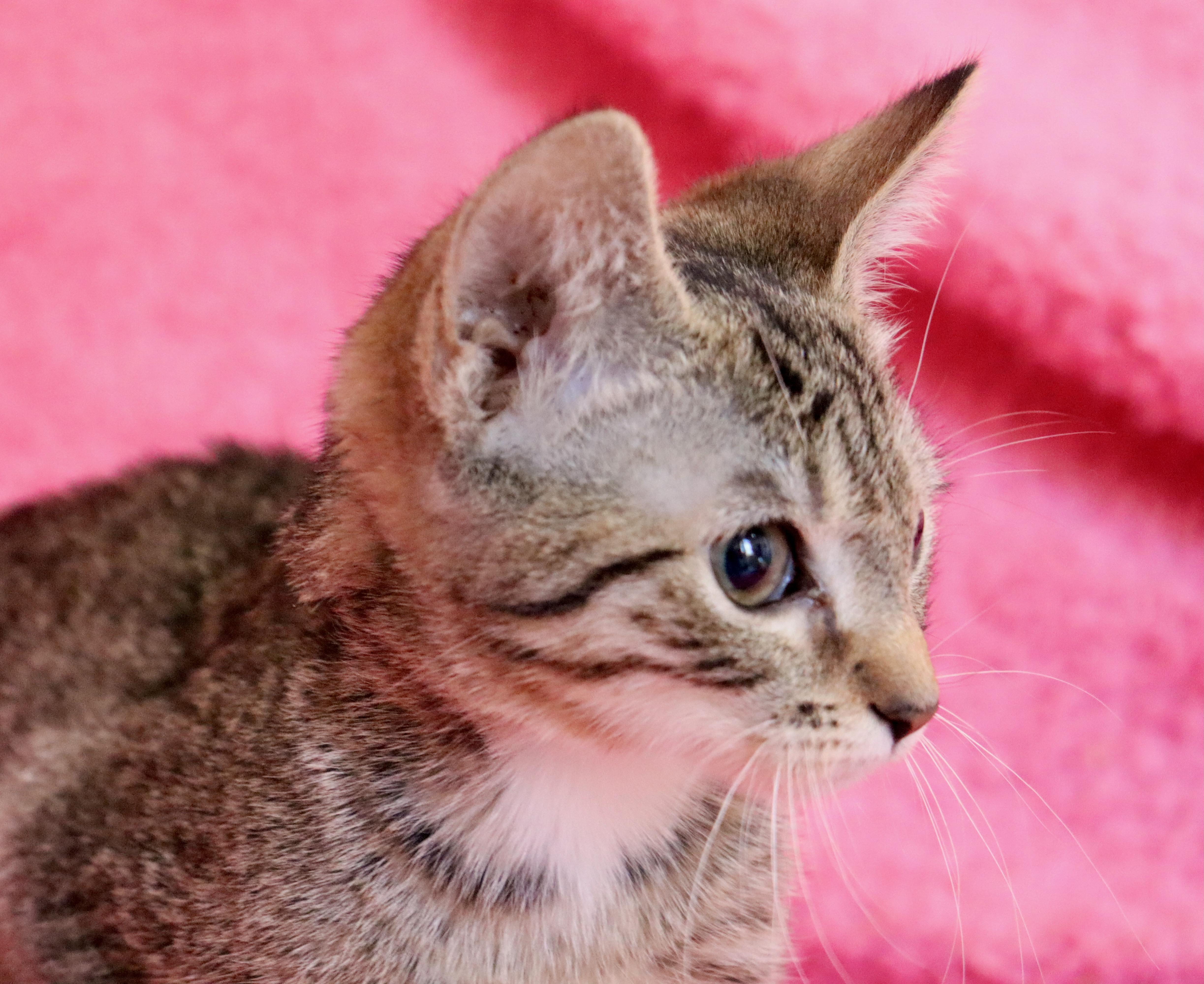 Little Debbie thumbnail 4