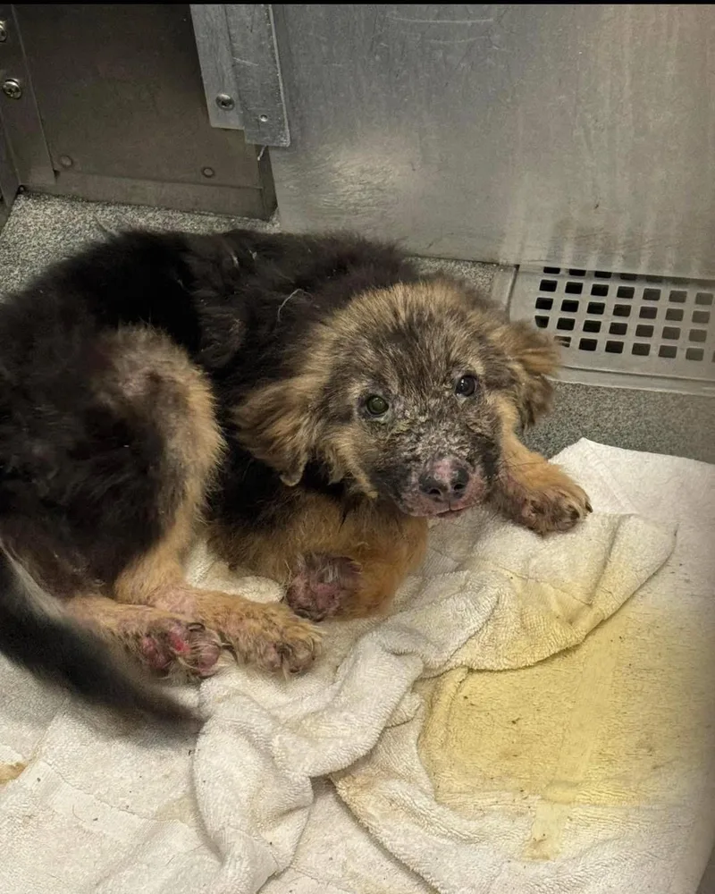 Bobby Joe thumbnail 5