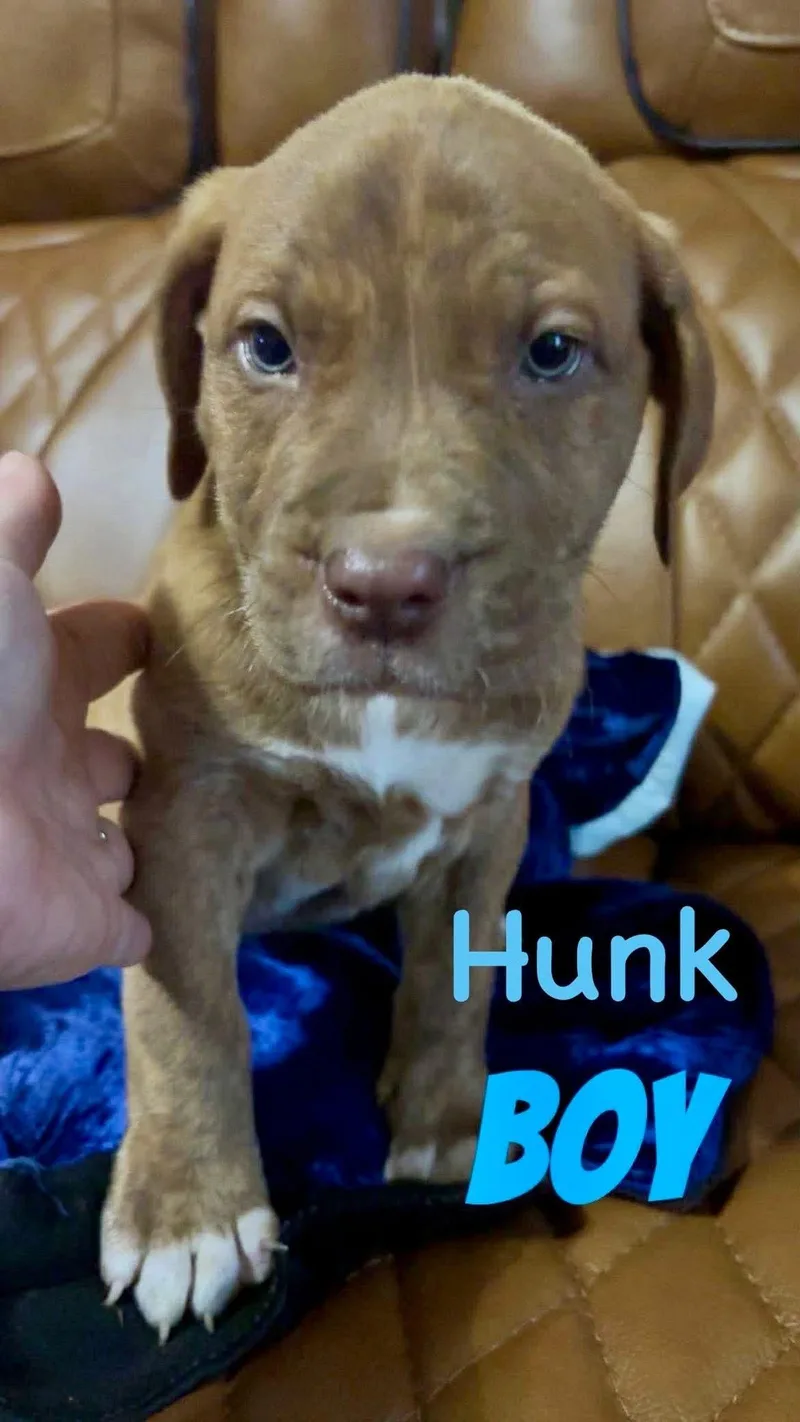 H Litter Hunk thumbnail 2