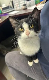 A young medium-sized female Domestic Short Hair cat named Mimi Mimosa for adoption in Homestead, FL