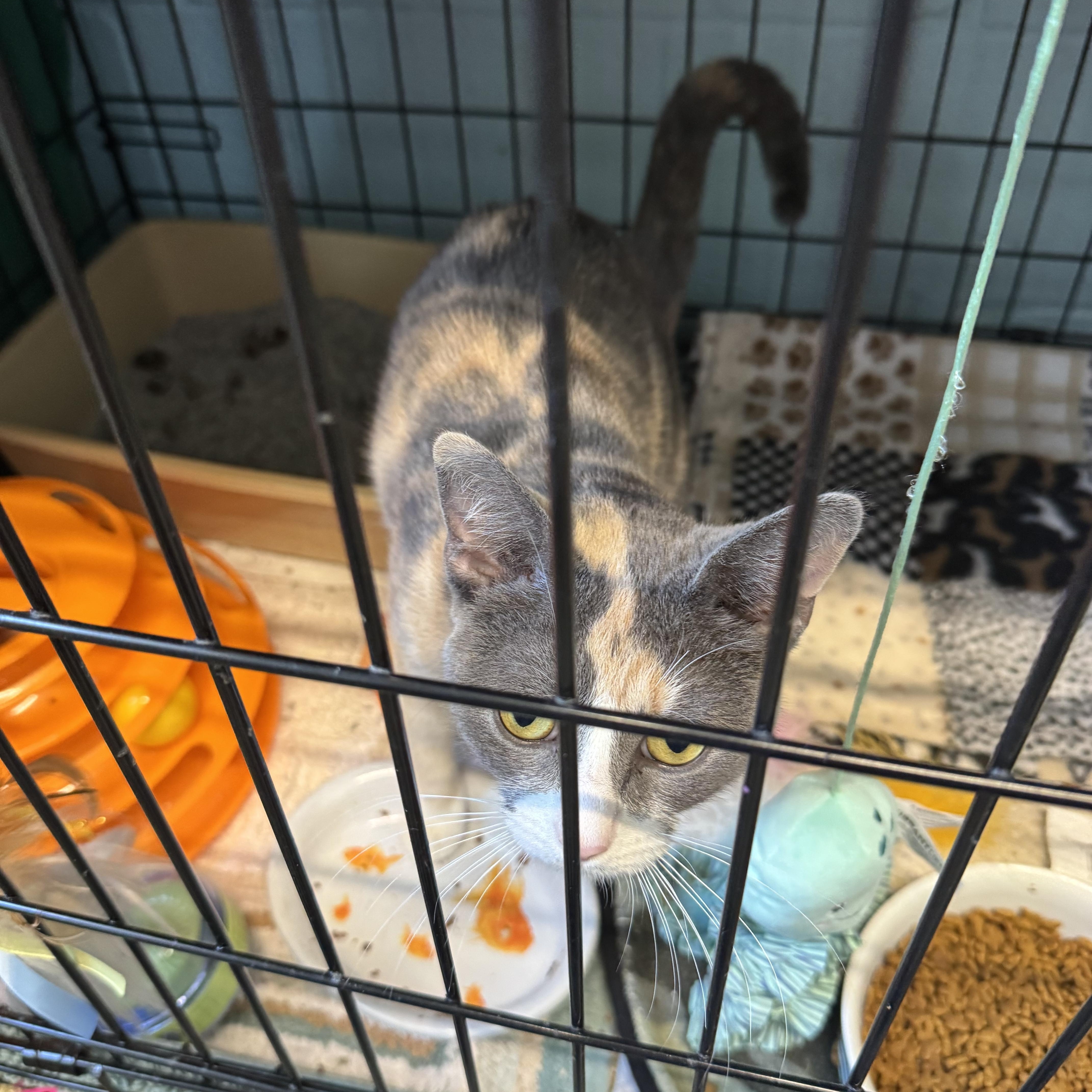 Callie And Chester thumbnail 2