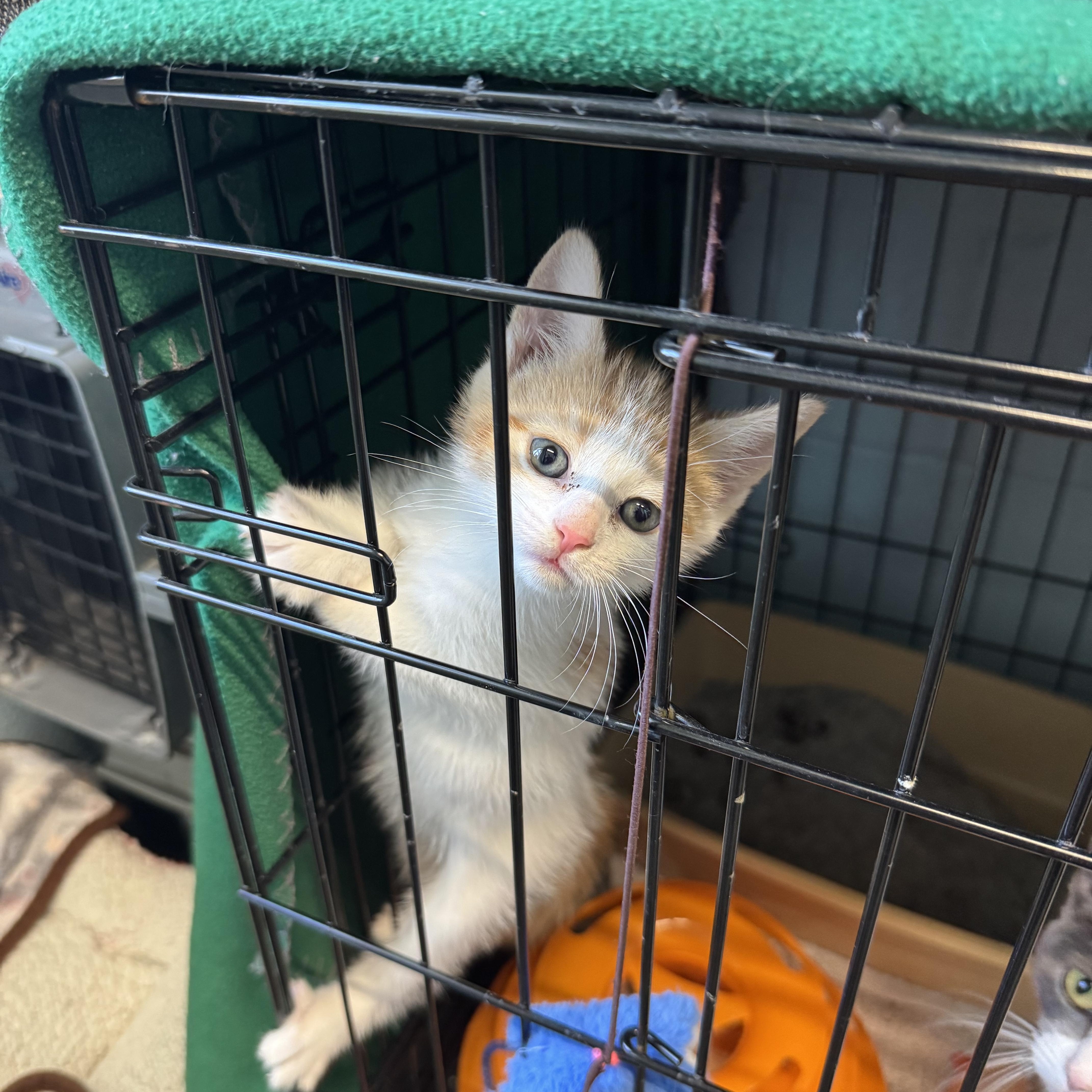 Callie And Chester thumbnail 3