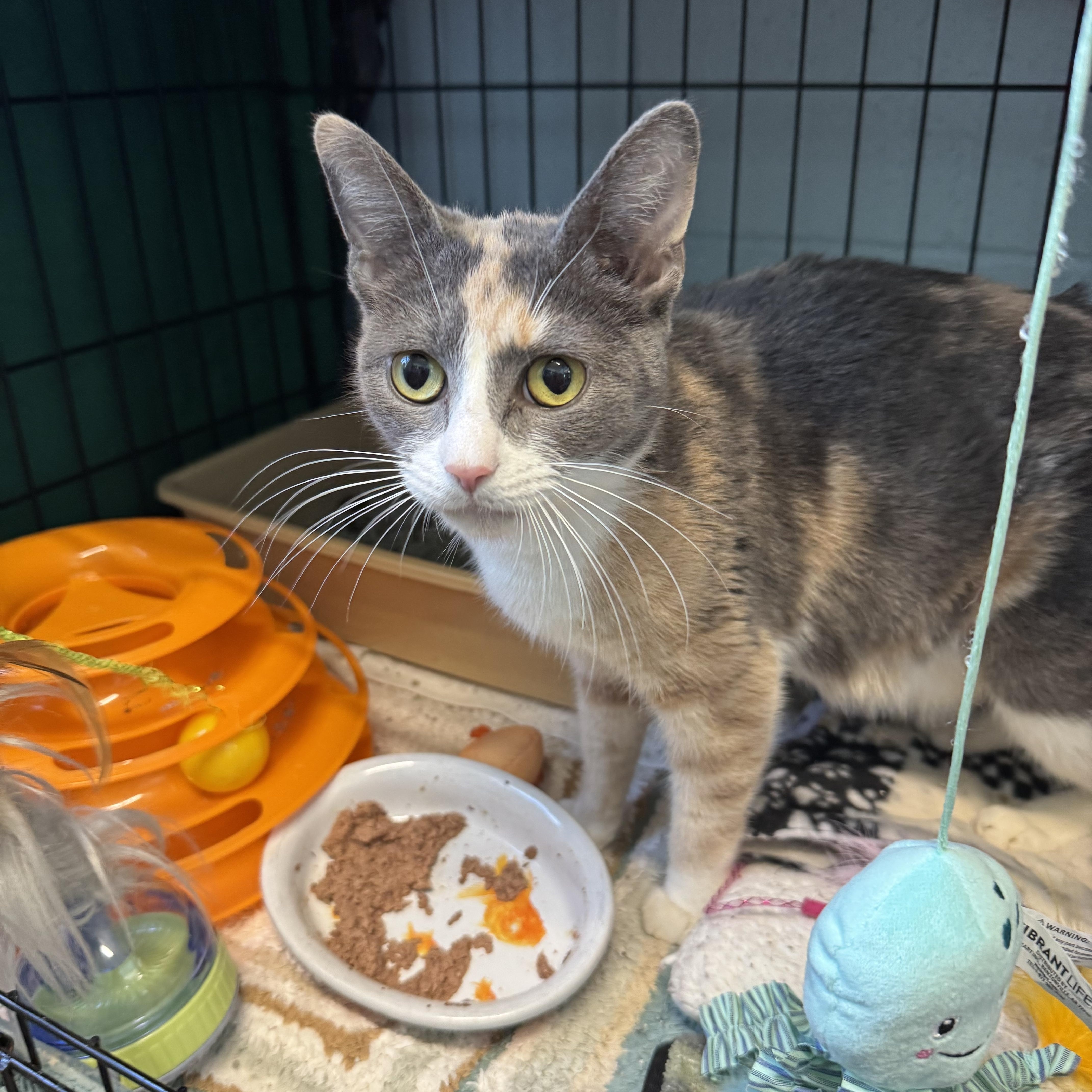 Callie And Chester thumbnail 4