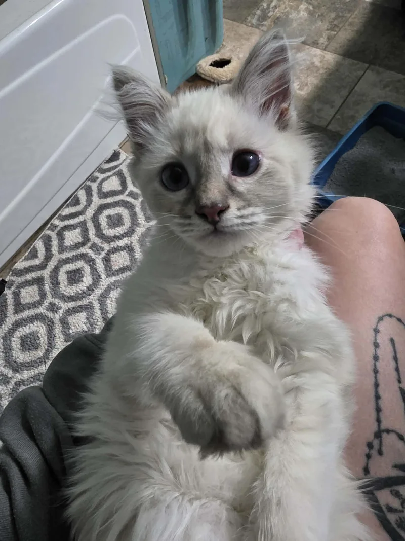 Bodensee Special Needs