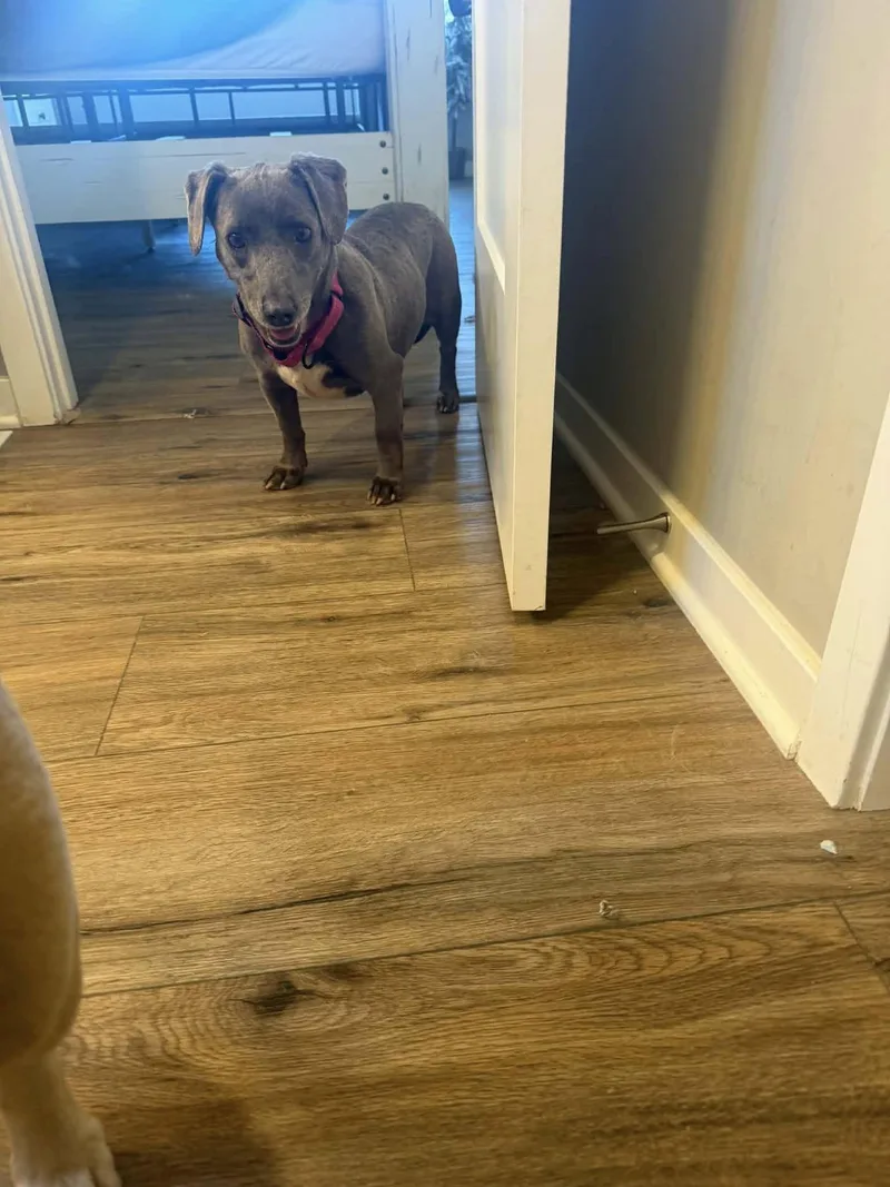 Canta & Coco thumbnail 5