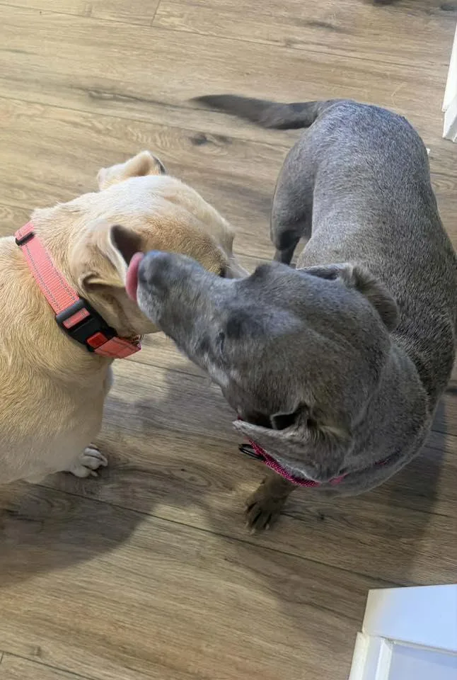 Canta & Coco thumbnail 6