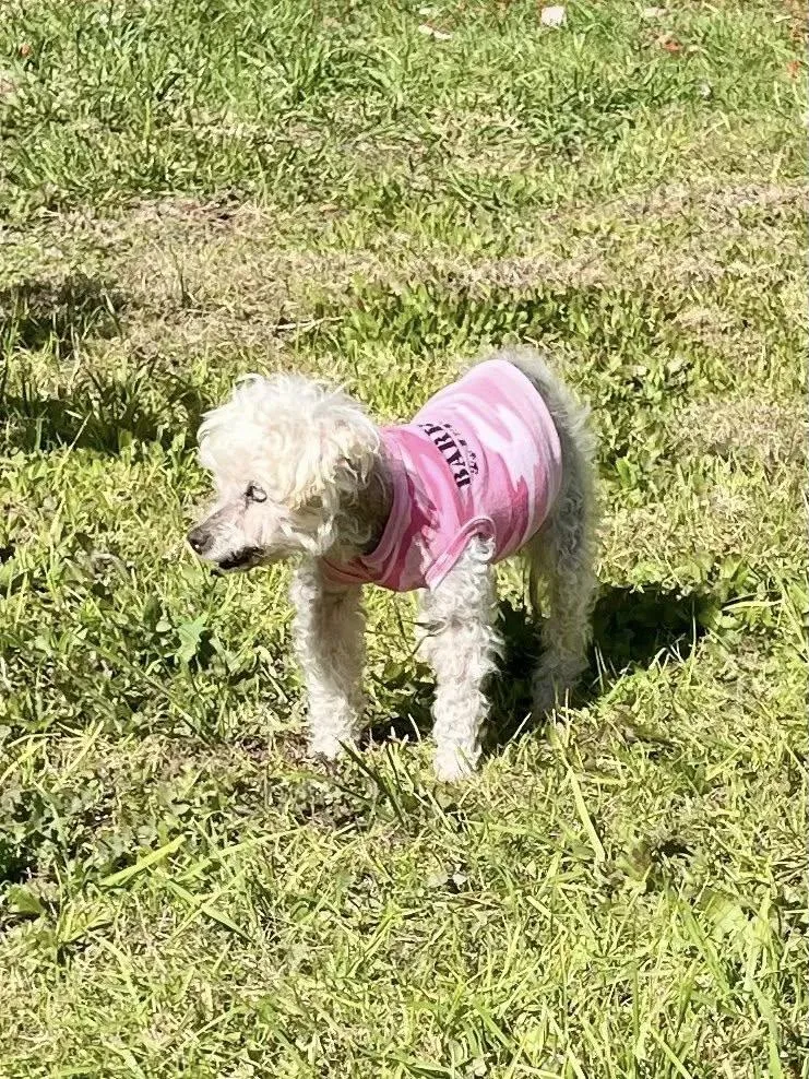 Sarah Bernhardt thumbnail 4