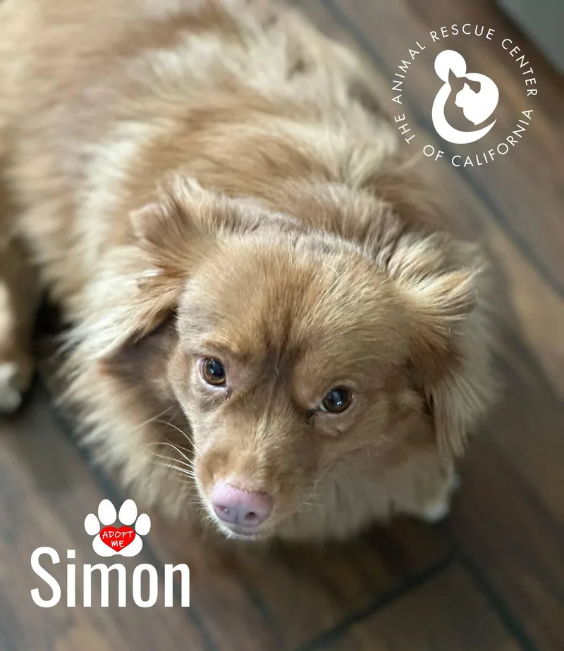 Simon