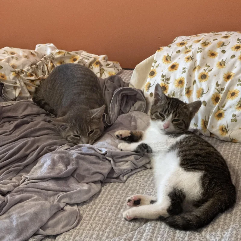 Gerald And Herald thumbnail 2