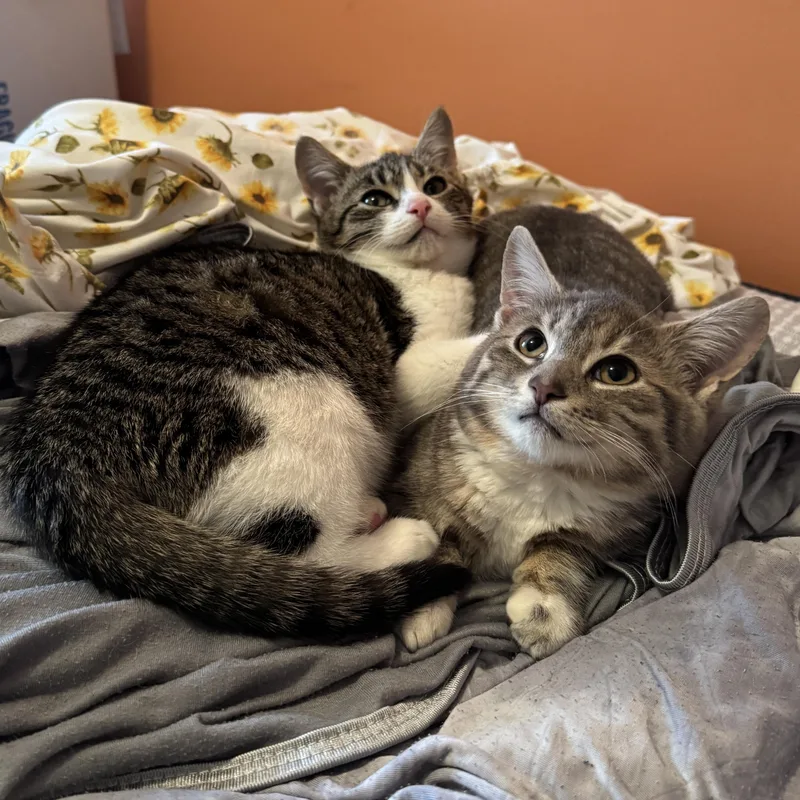 Gerald And Herald thumbnail 3