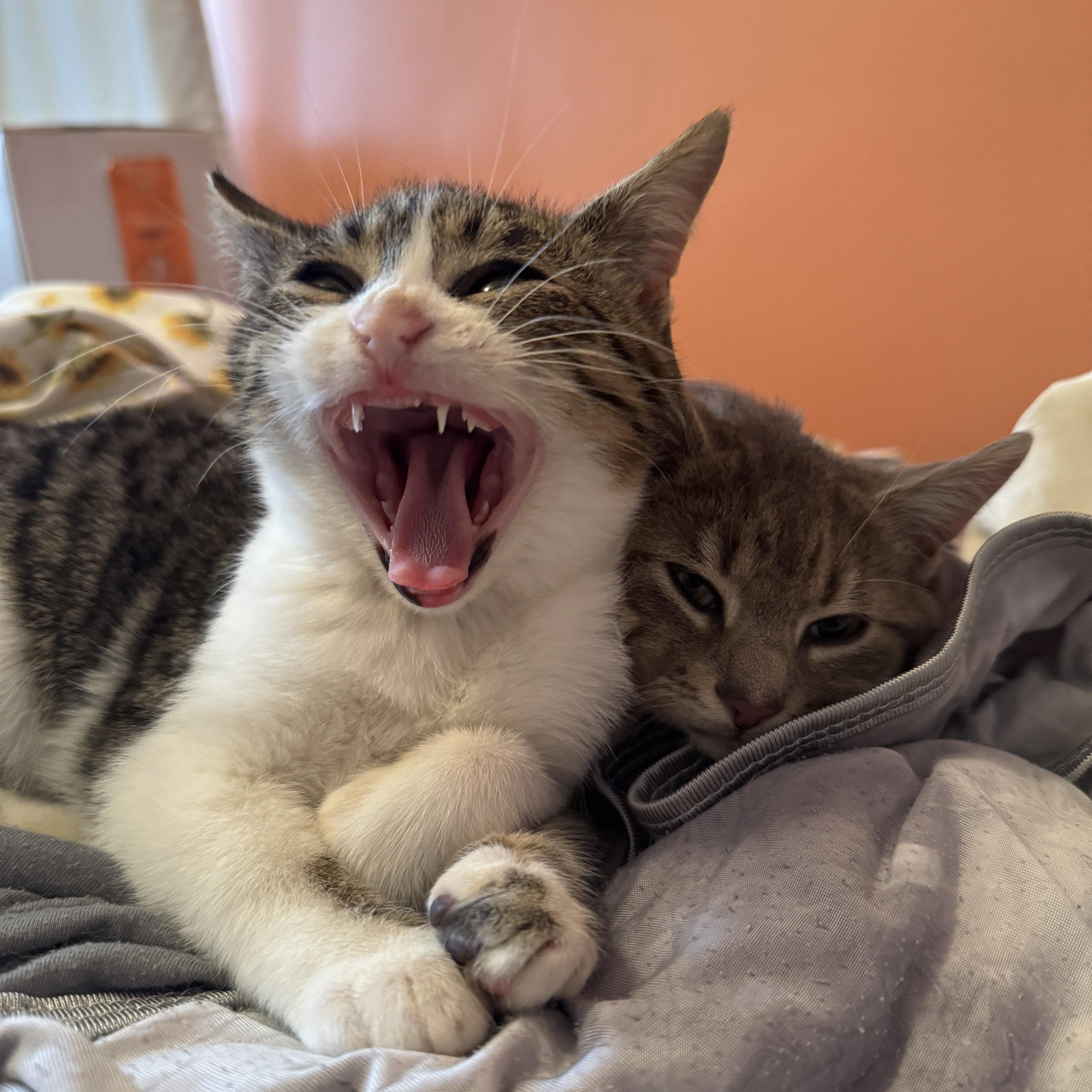 Gerald And Herald thumbnail 4