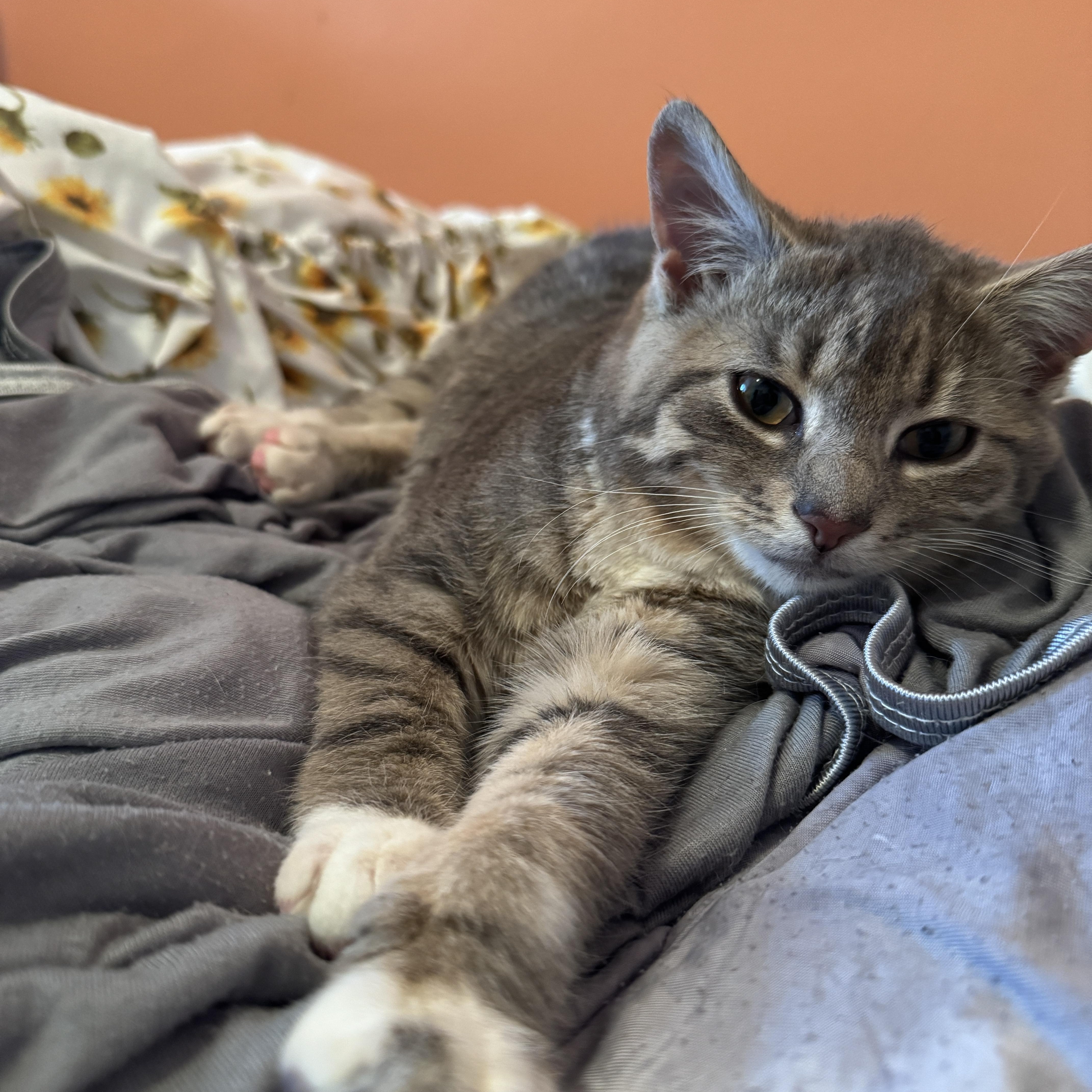 Gerald And Herald thumbnail 5