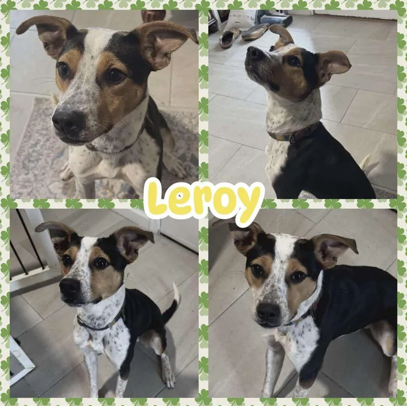 Leroy