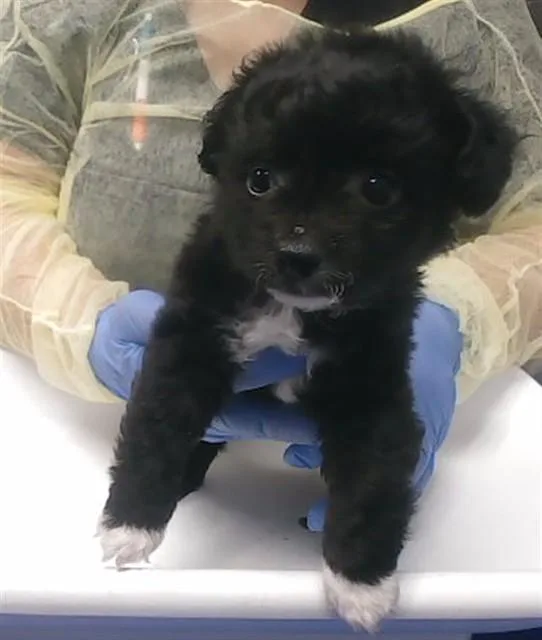 A baby small-sized male Maltese dog named Licorice for adoption in Phoenix, AZ