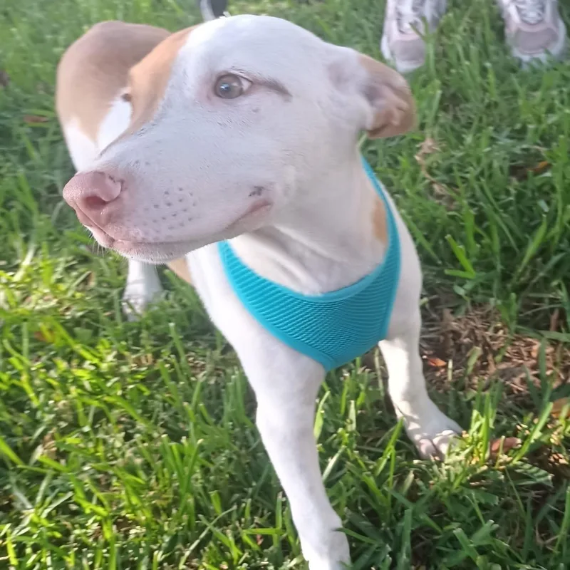 A baby medium-sized male Whippet dog named Andres for adoption in Orange, CA