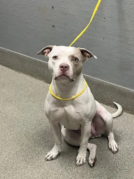 An adult medium-sized female Pit Bull Terrier dog named Cinnamon for adoption in Las Vegas, NV