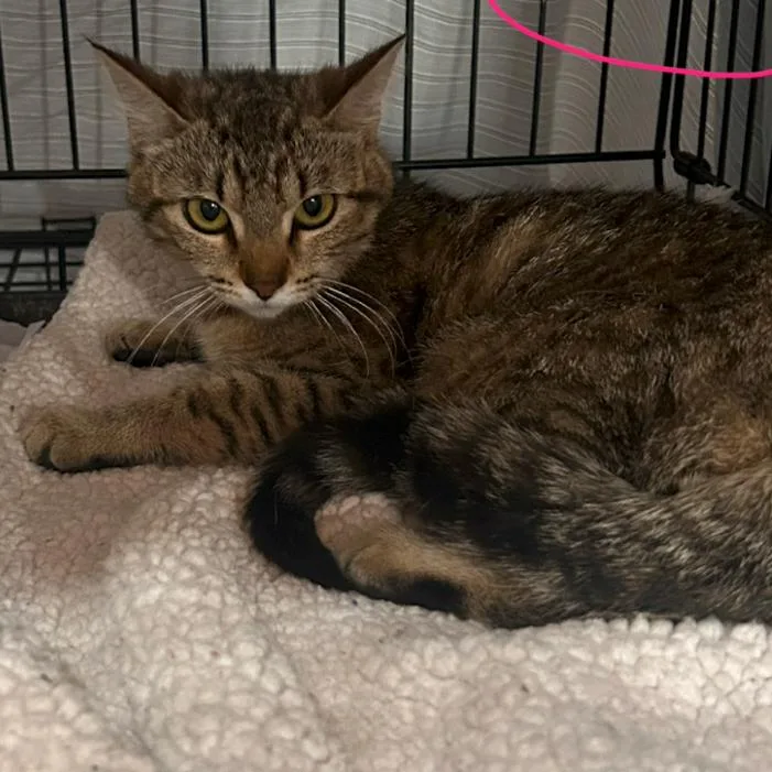 A young medium-sized female Brown / Chocolate Domestic Short Hair cat named A Lady of Earl for adoption in Denver, CO