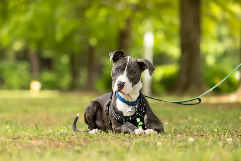 A young large-sized male Mixed Breed dog named Roland for adoption in Raleigh, NC