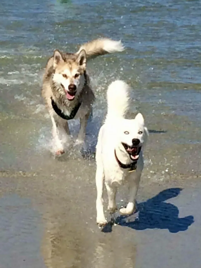An adult large-sized male Alaskan Malamute dog named Brady for adoption in New Smyrna Beach, FL