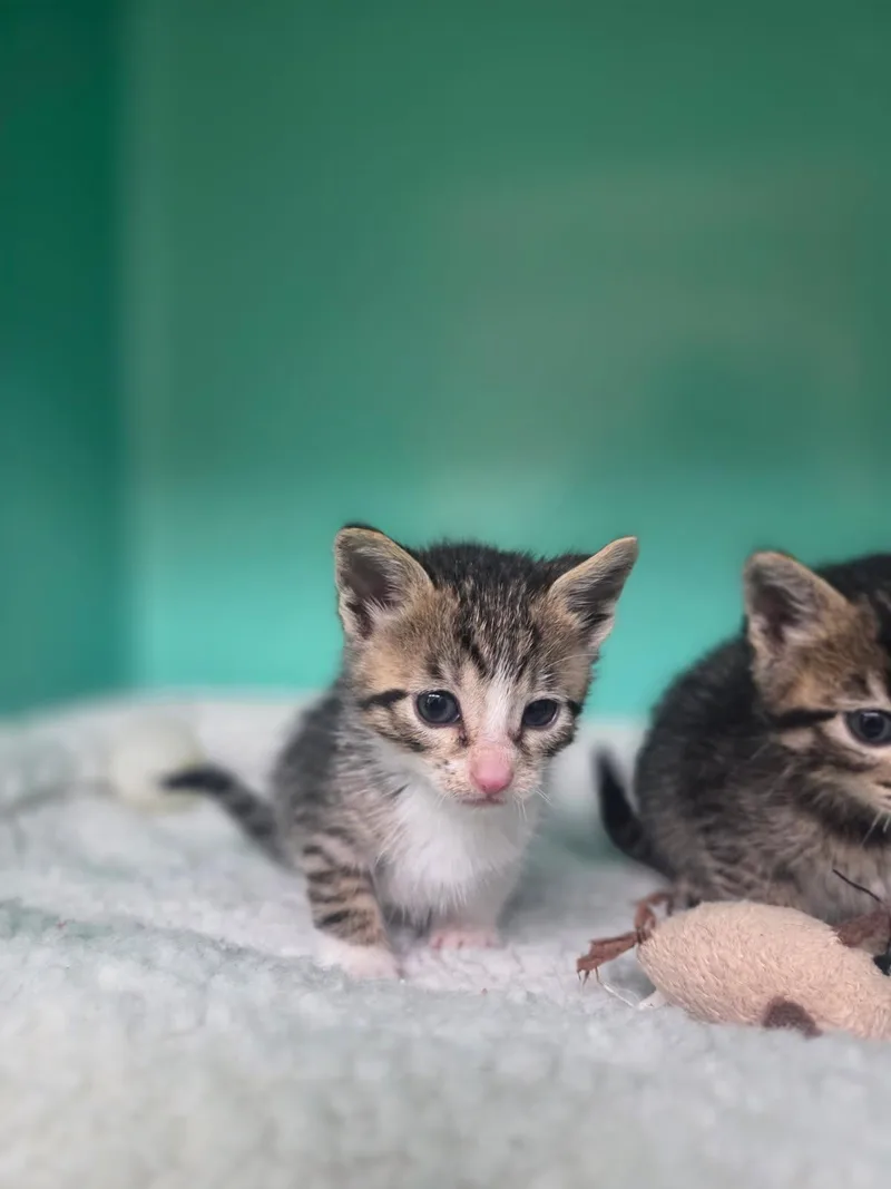 A baby medium-sized female Tabby (Brown / Chocolate) Tabby cat named Sol for adoption in Crescent City, CA