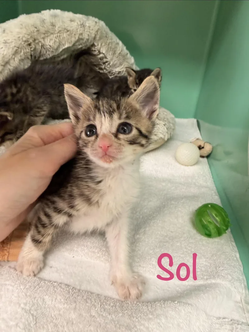 Sol thumbnail 2