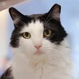 A senior medium-sized male Black & White / Tuxedo Domestic Medium Hair cat named Yara for adoption in Hilliard, OH