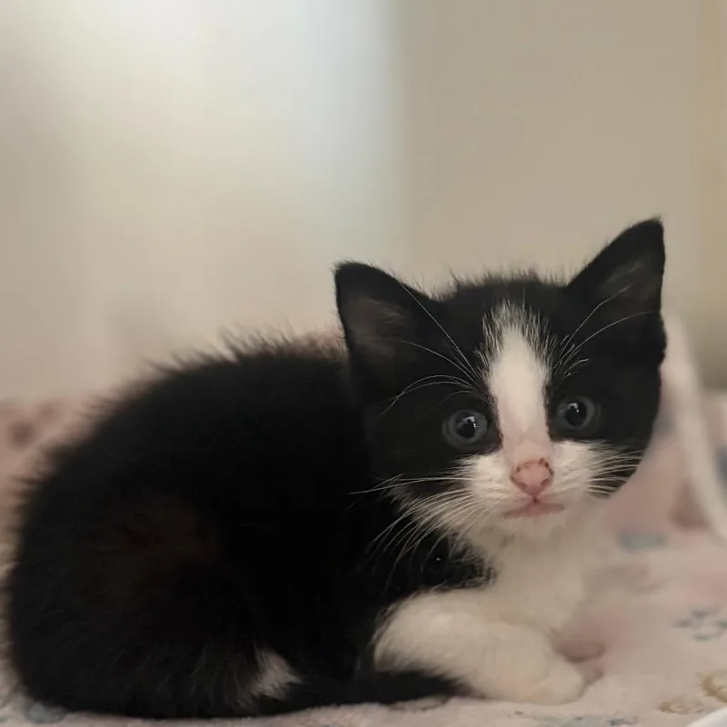 A baby small-sized male Black Domestic Medium Hair cat named Venus for adoption in San Pablo, CA