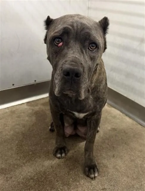 An adult extra large-sized female Cane Corso dog named Dana for adoption in San Bernardino, CA