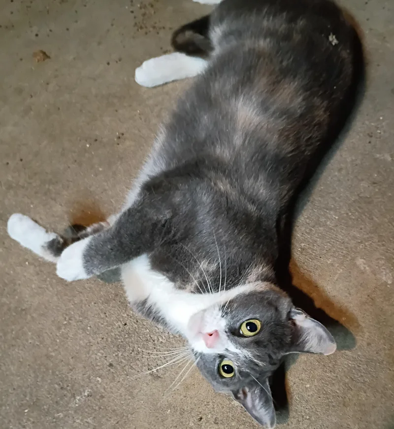 Butterball thumbnail 3