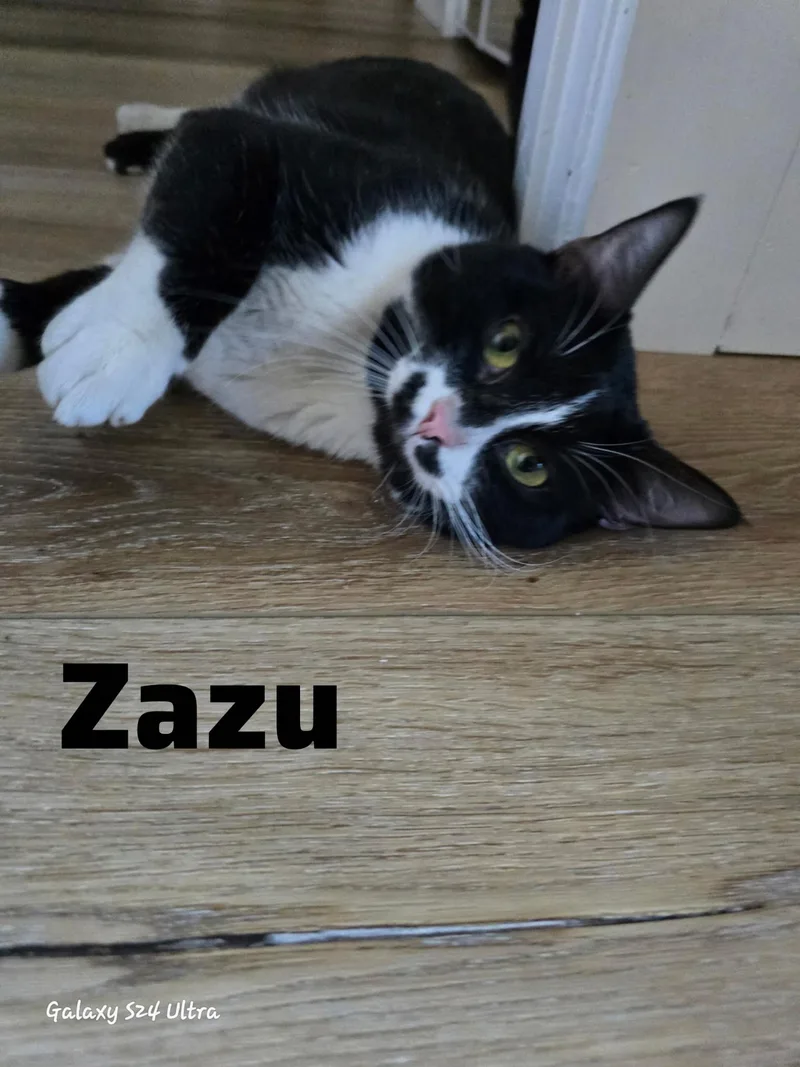 A young medium-sized male Black Domestic Short Hair cat named Zazu for adoption in Shrewsbury, MA