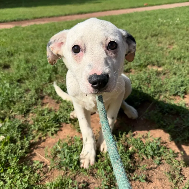A baby small-sized female White / Cream Shepherd dog named Lady for adoption in Stillwater, OK