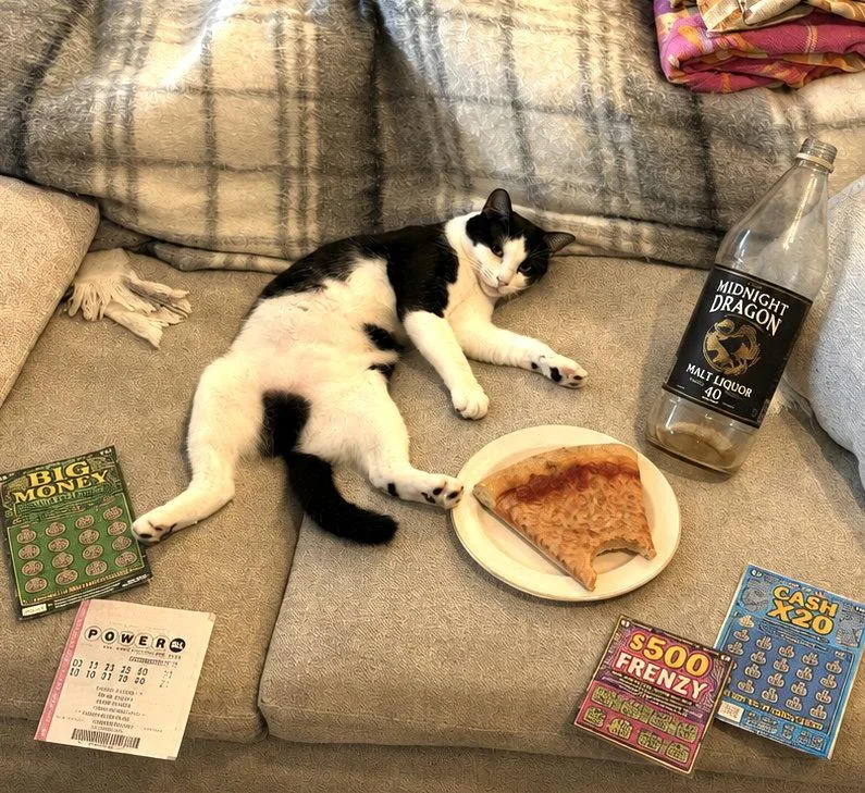 A young medium-sized male Domestic Short Hair cat named Domino for adoption in Brooklyn, NY