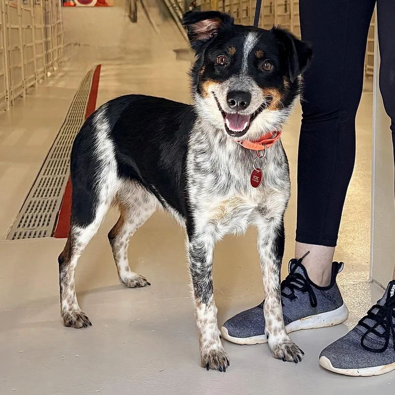 An adult medium-sized female Australian Cattle Dog / Blue Heeler dog named Aloha for adoption in Chicago, IL