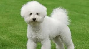 A young large-sized unknown Bichon Frise dog named Juislucho for adoption in New York, NY