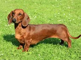 A young large-sized unknown Dachshund dog named Firulais for adoption in New York, NY