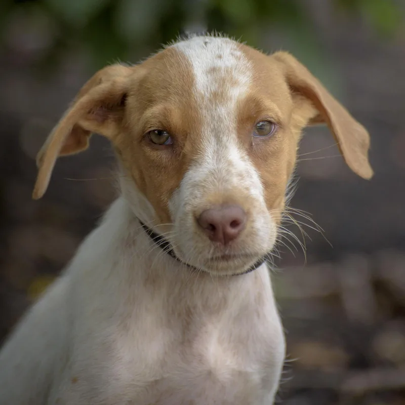 A baby medium-sized female White / Cream Hound dog named Blair for adoption in Lambertville, NJ