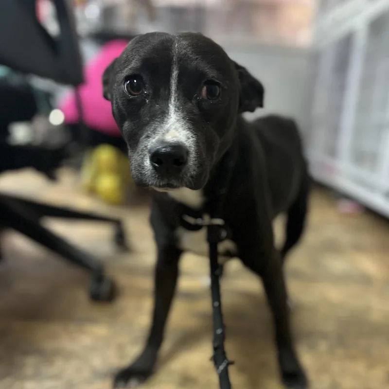 A young medium-sized female Black Pit Bull Terrier dog named Magenta for adoption in Columbia, SC